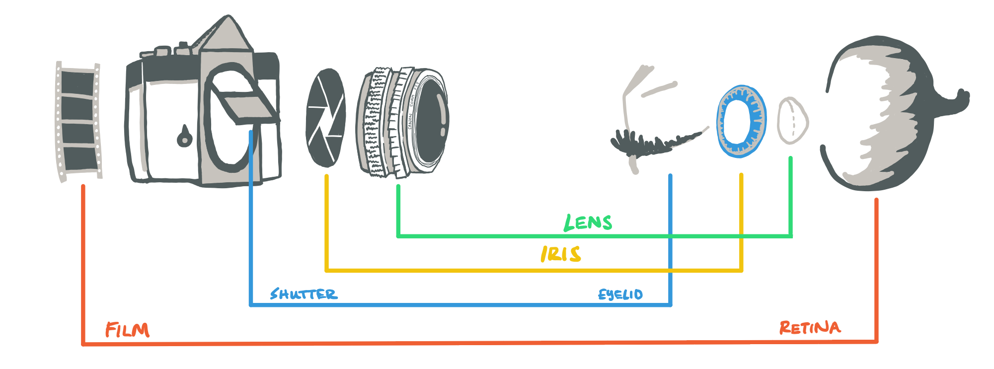 Diagram comparing camera mechanics to the human eye